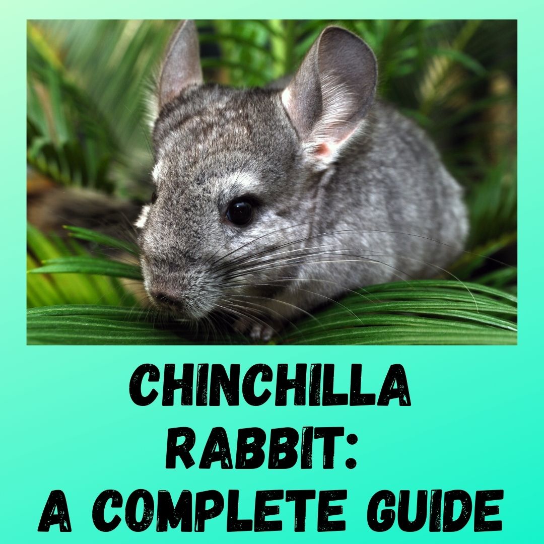 Chinchilla Rabbit: A Complete Guide In 2023