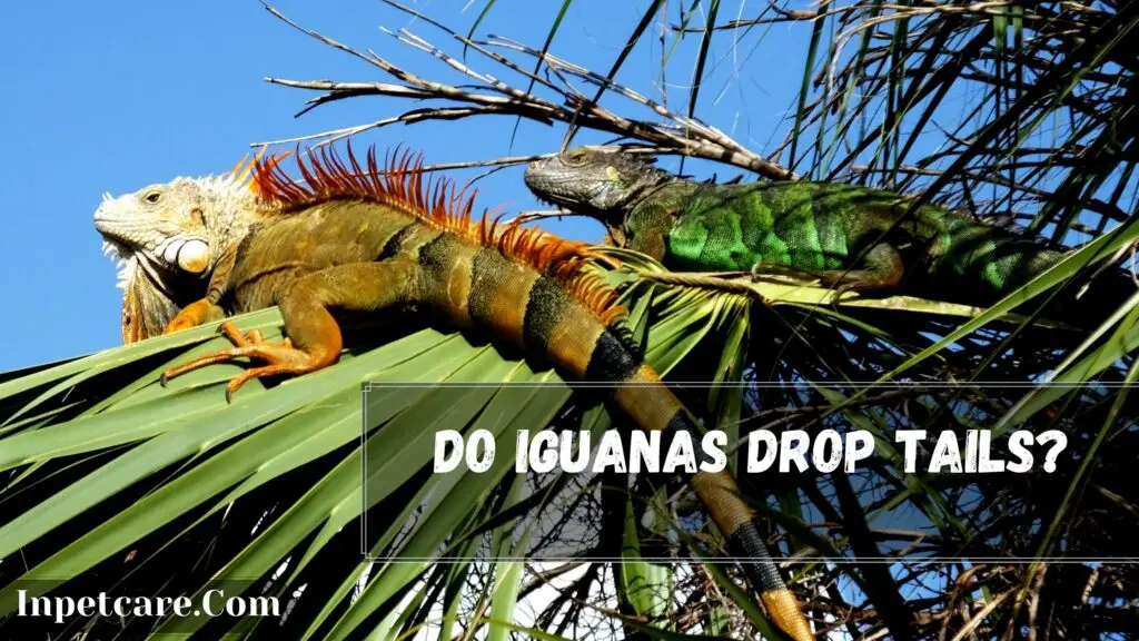 Can Iguanas Drop Their Tails