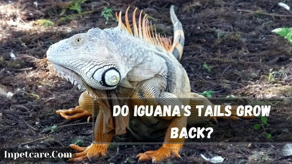 Do Iguana's tails grow back