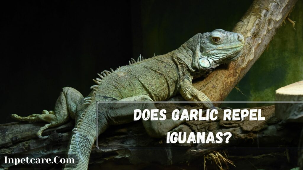 Does Garlic Repel Iguanas