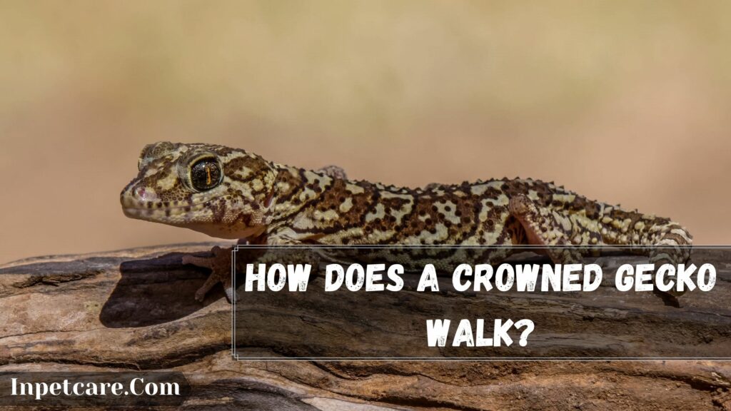How Does A crowned gecko walk
