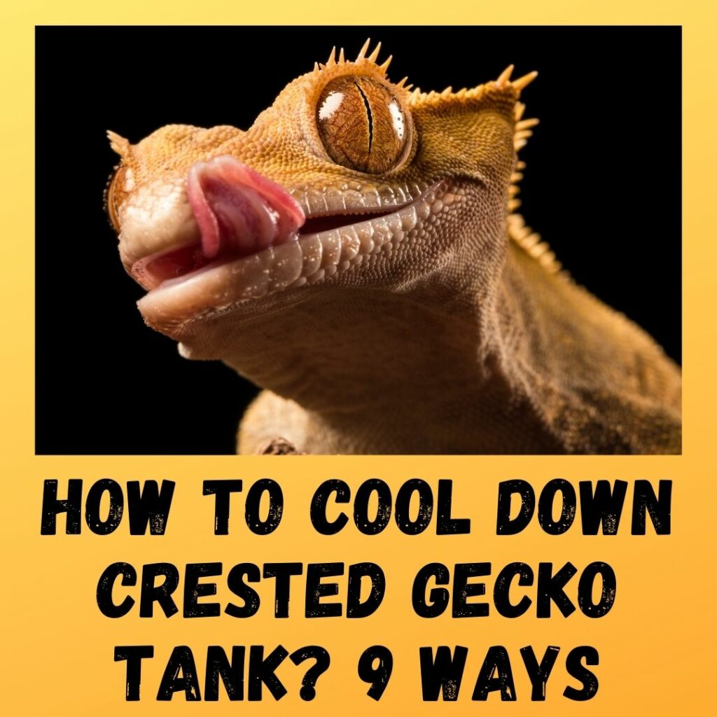 How To Cool Down Crested Gecko Tank? 9 Ways