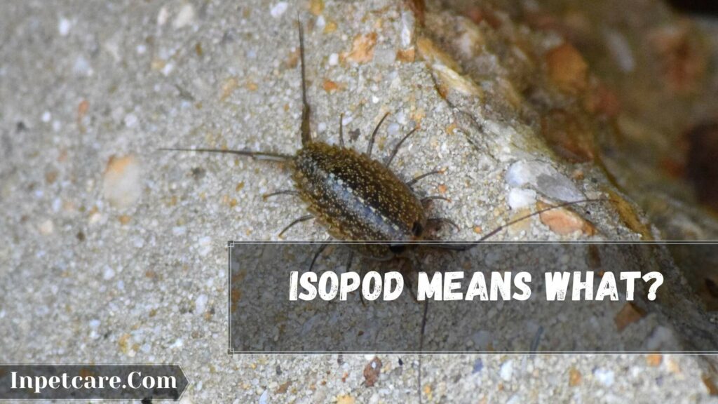 Isopod means what