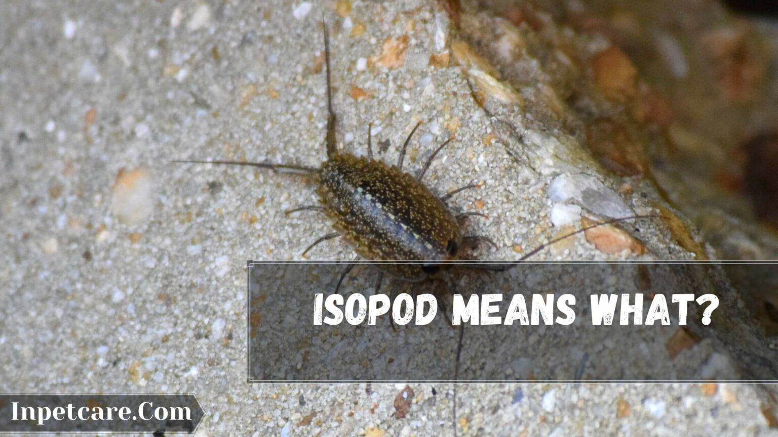 3 Best Isopods For Crested Gecko In 2022