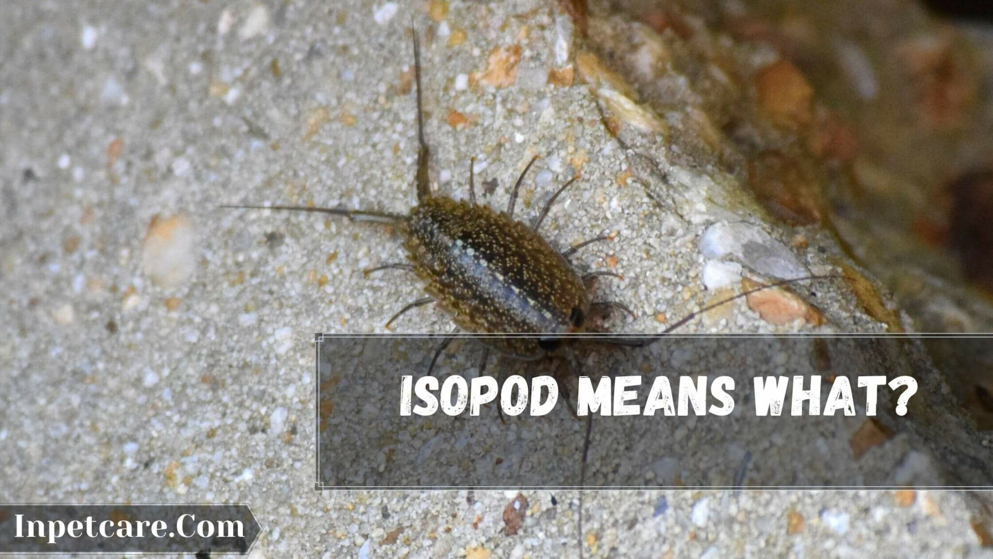 3 Best Isopods For Crested Gecko In 2022
