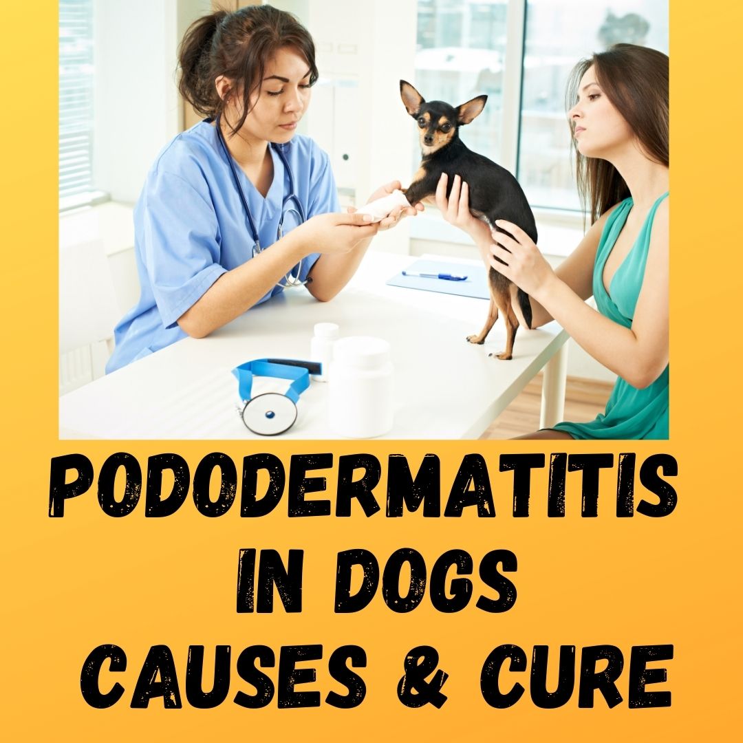 Pododermatitis in dogs