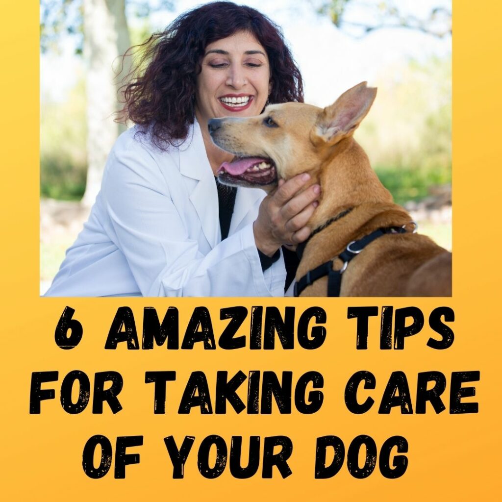 6 Amazing Tips for Taking Care of Your Dog 