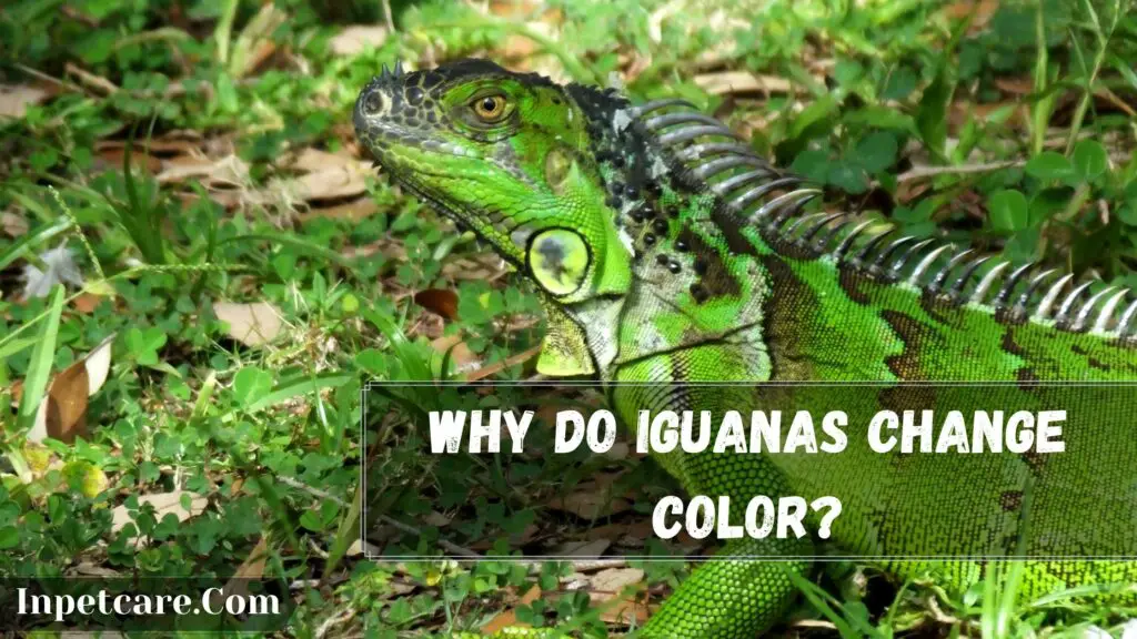 Why Do Iguanas Change Color
