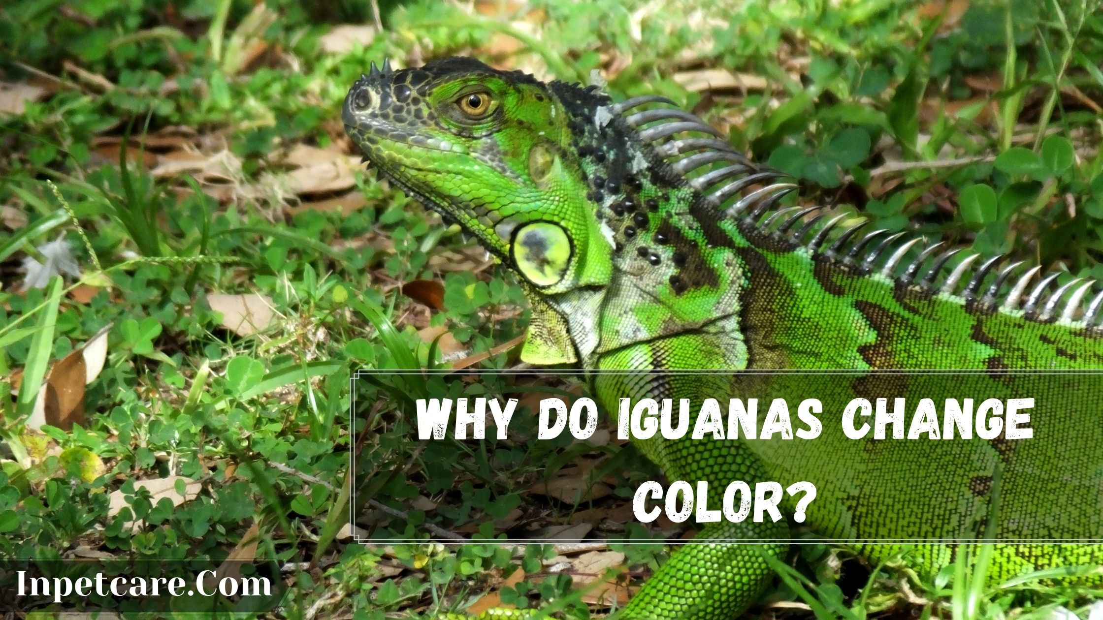 Can Iguanas Change Colors: Why Do Iguanas Change Color?