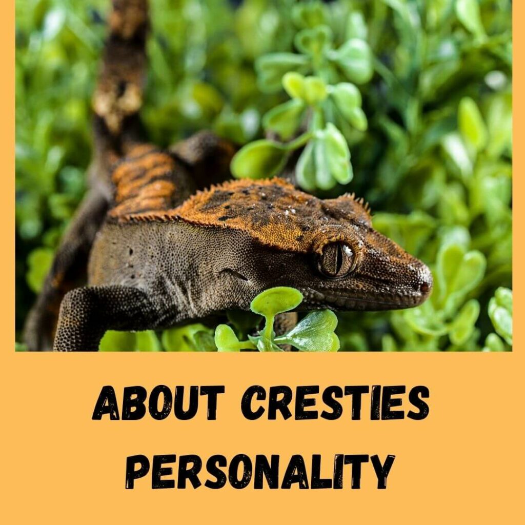 about cresties personality