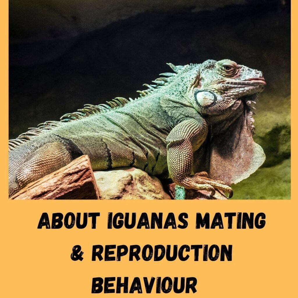 about iguanas mating & reproduction behaviour