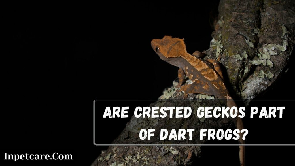 are crested geckos part of dart frogs