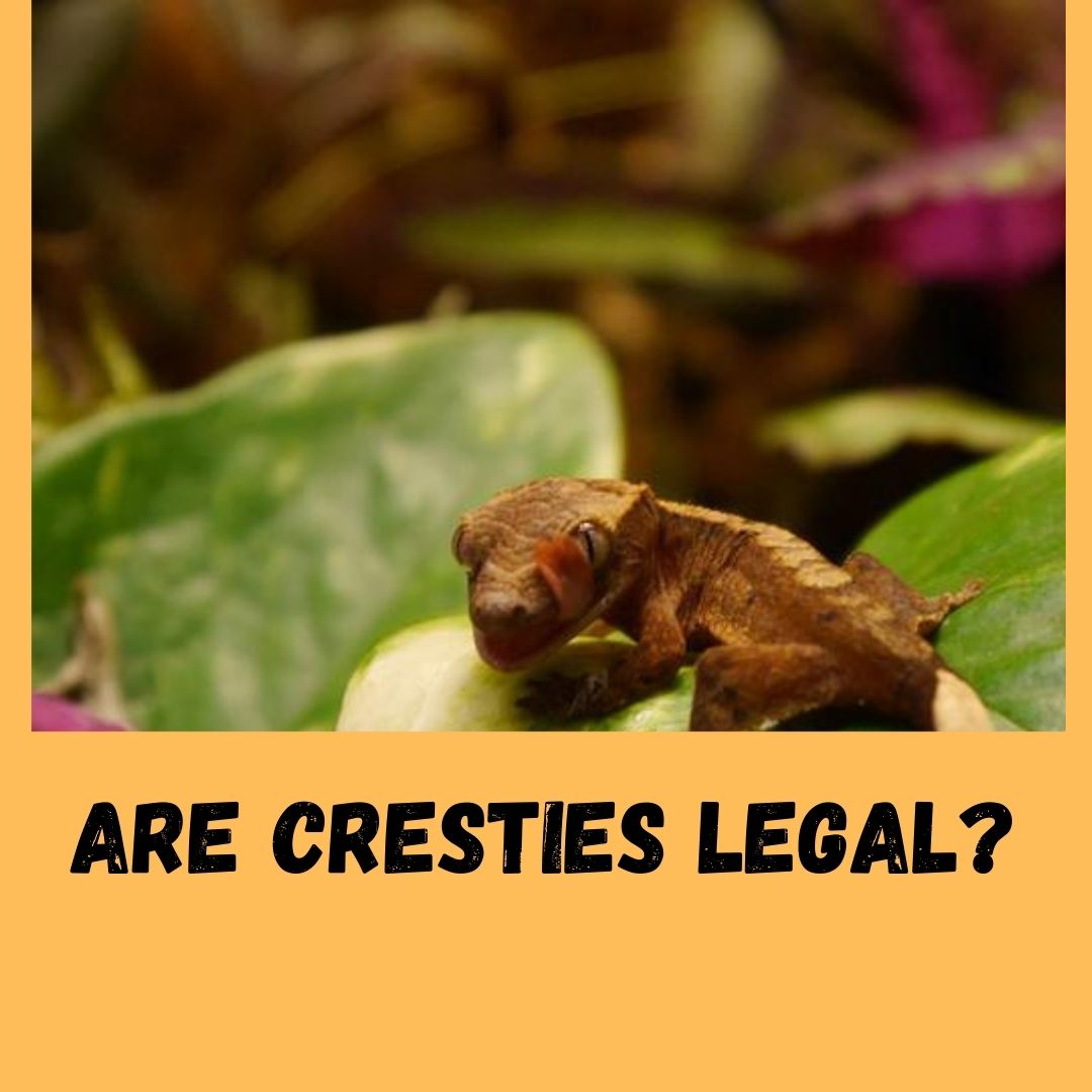 Crested Geckos Legalities: 7 States That Allow