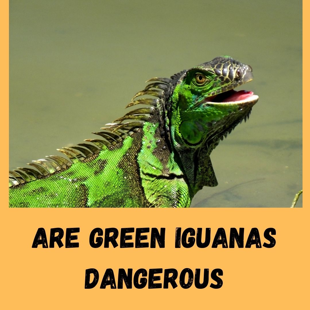 are green iguanas dangerous