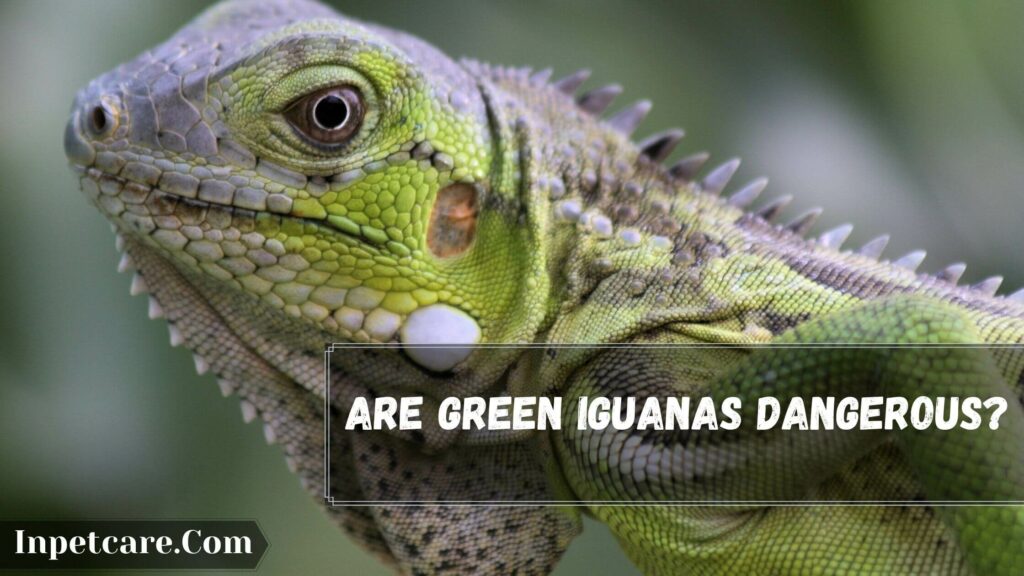 are green iguanas dangerous
