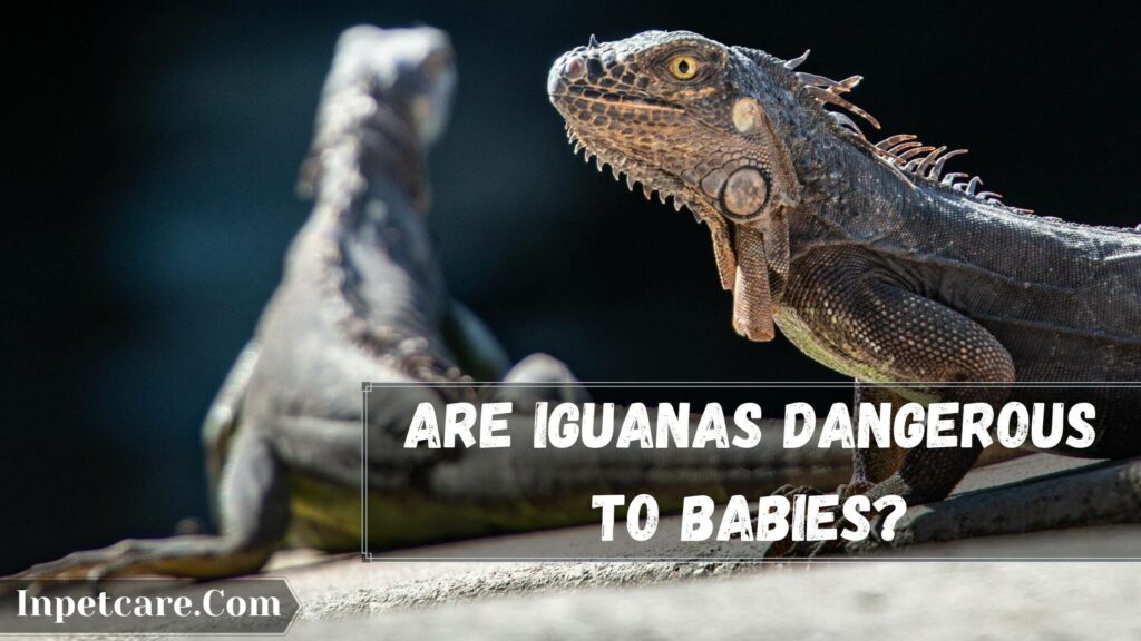are iguanas dangerous to babies