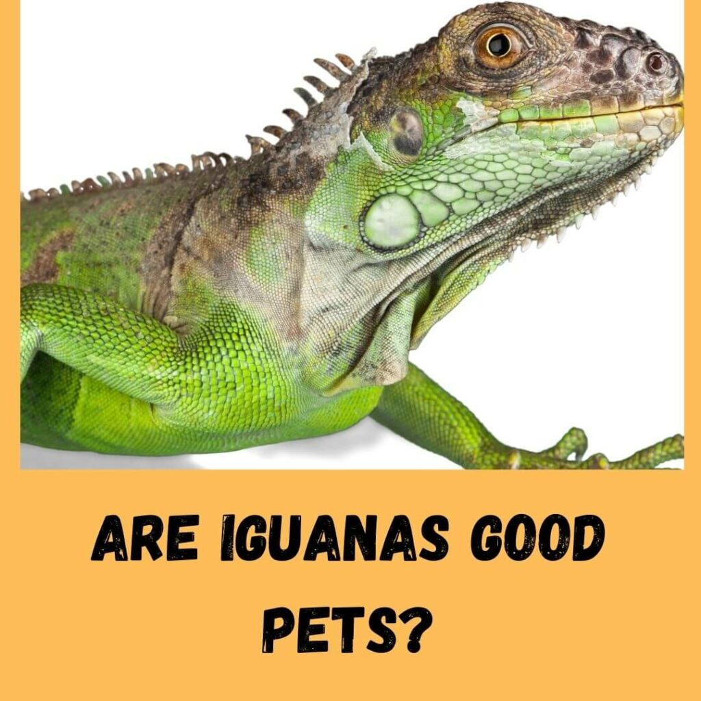are iguanas good pets