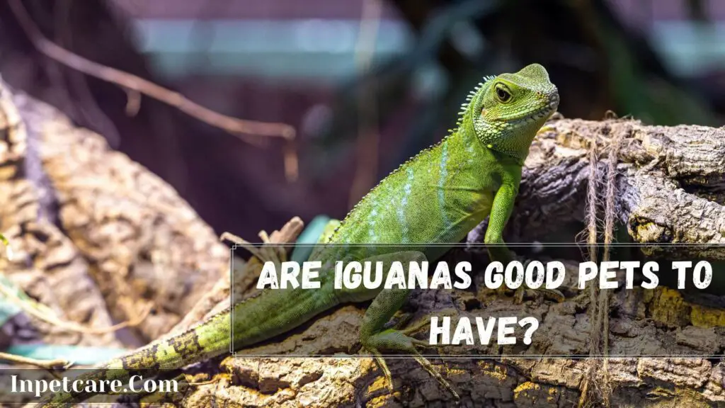 are iguanas good pets to have