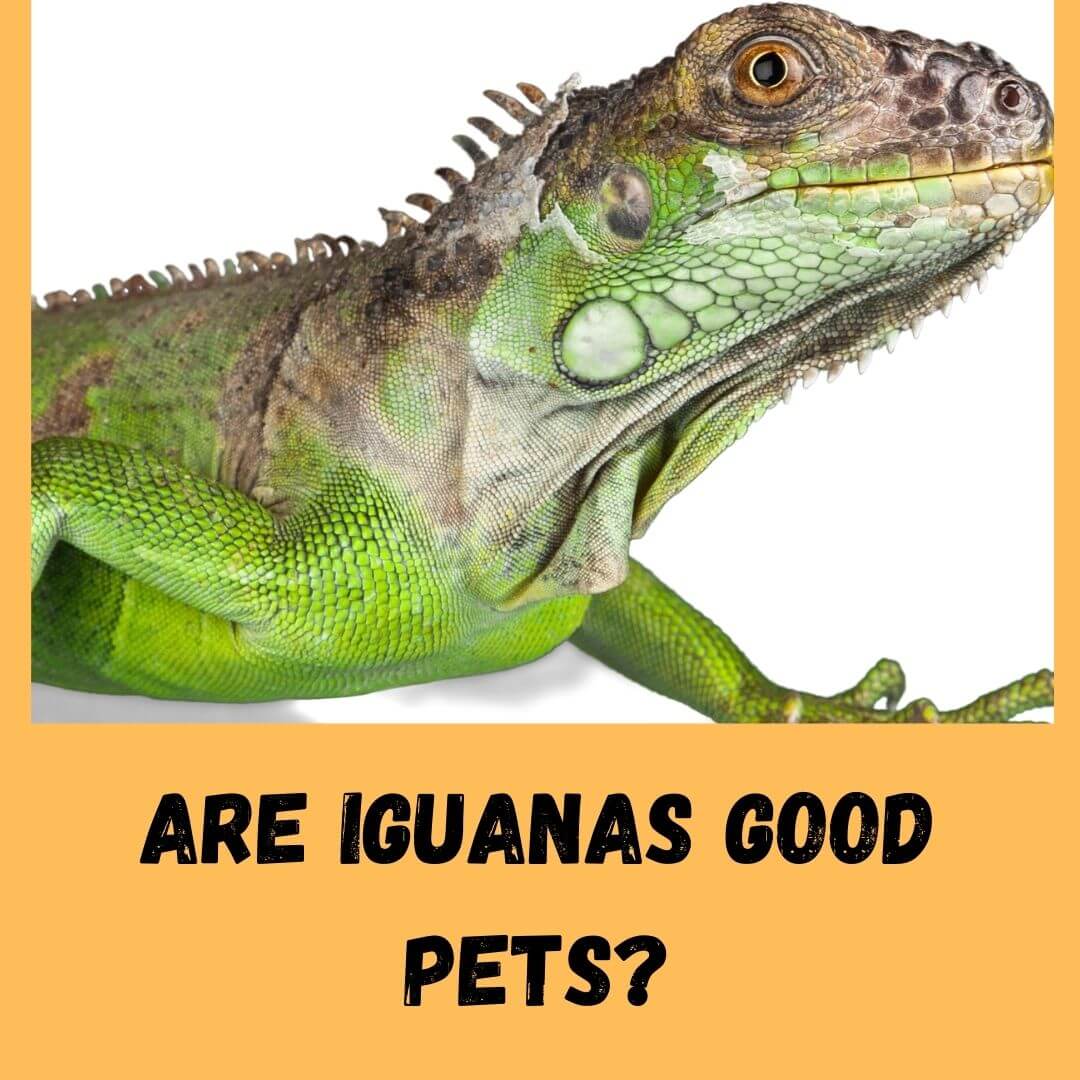 Are Iguanas Good Pets To Have? [8 Valid Reasons]