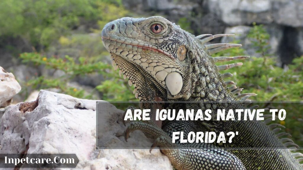 are iguanas native to florida'