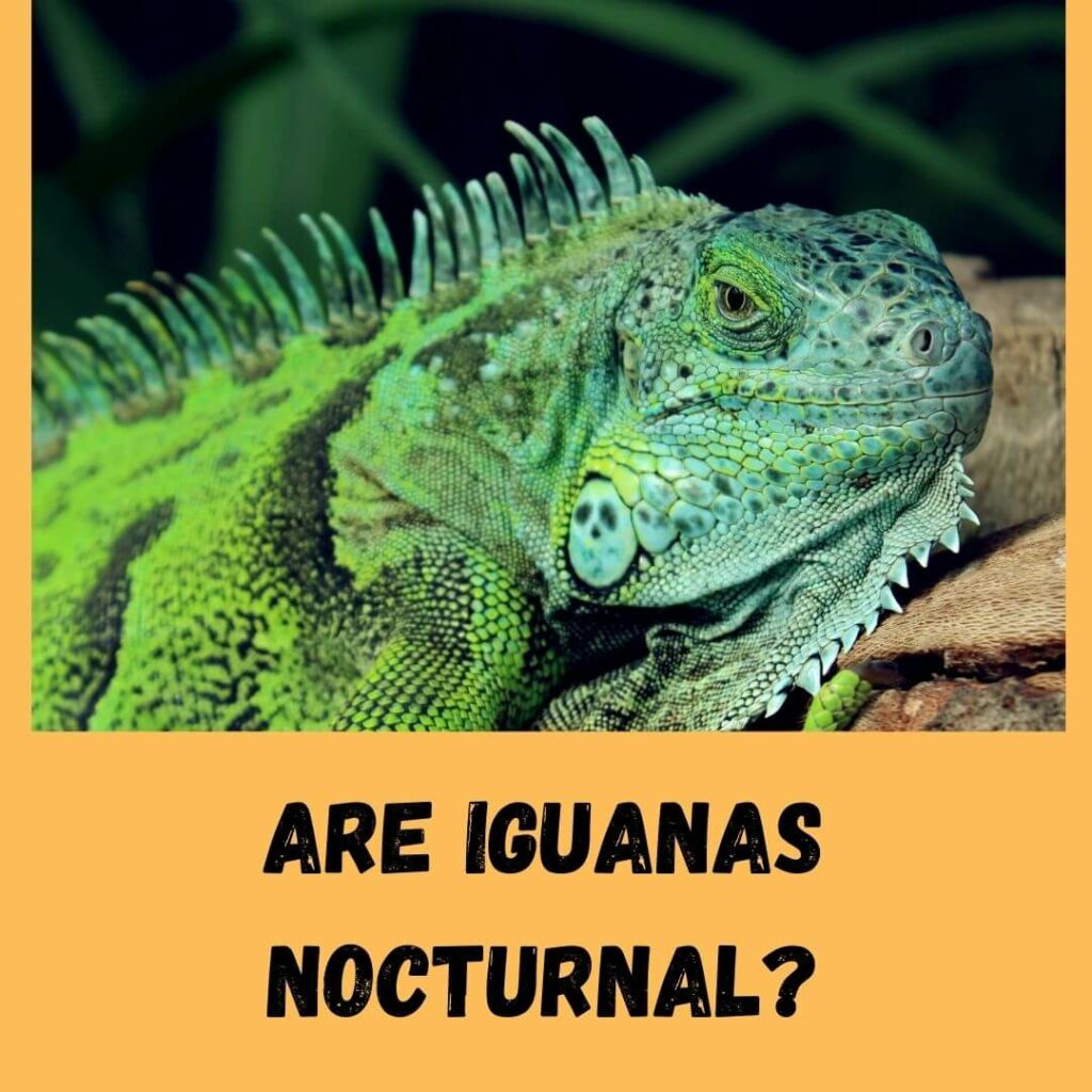 Are Iguanas Nocturnal? 3 Alerts If Sleeping During The Day