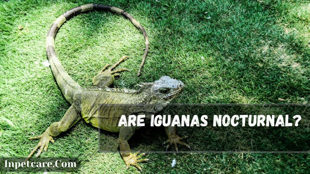are iguanas nocturnal