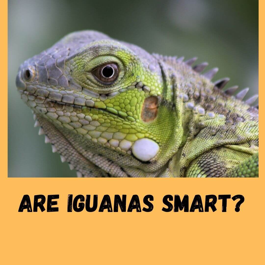 are iguanas smart