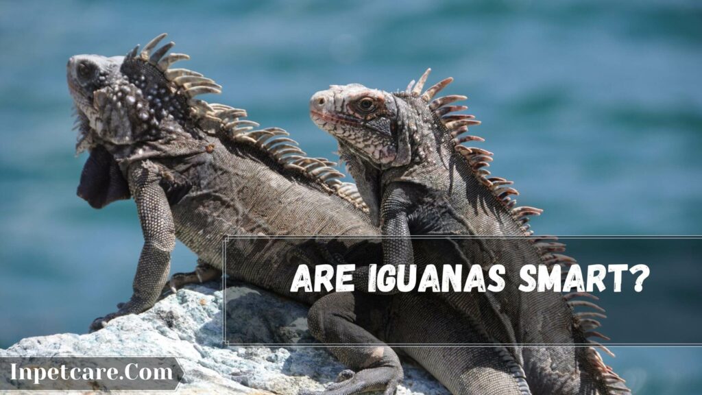 are iguanas smart