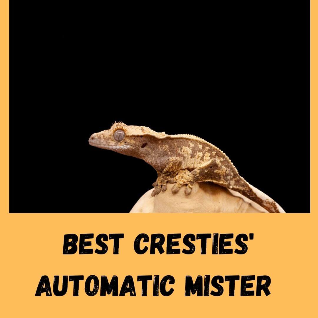 5 Best Crested Gecko Automatic Mister