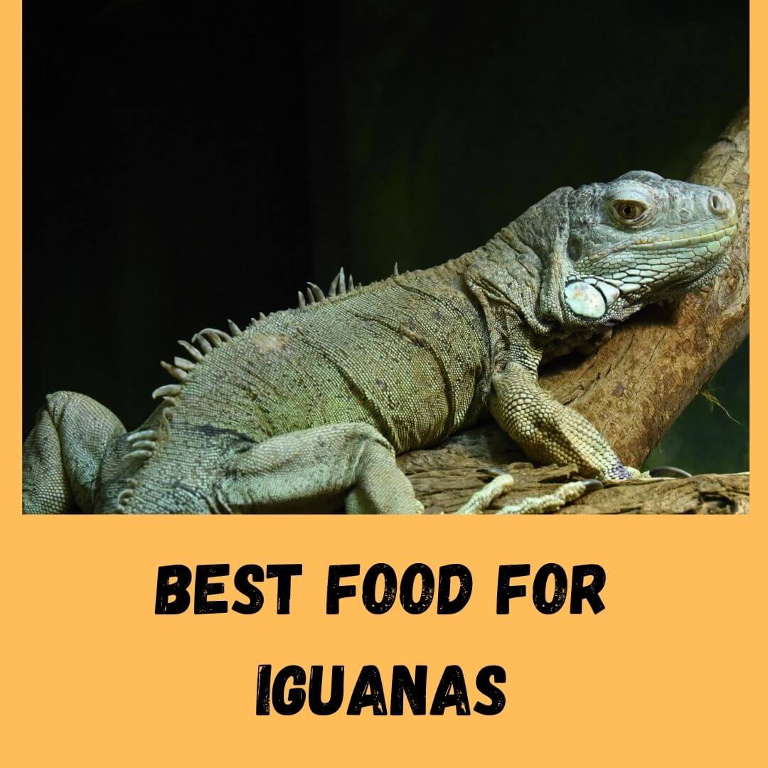 best food for iguanas