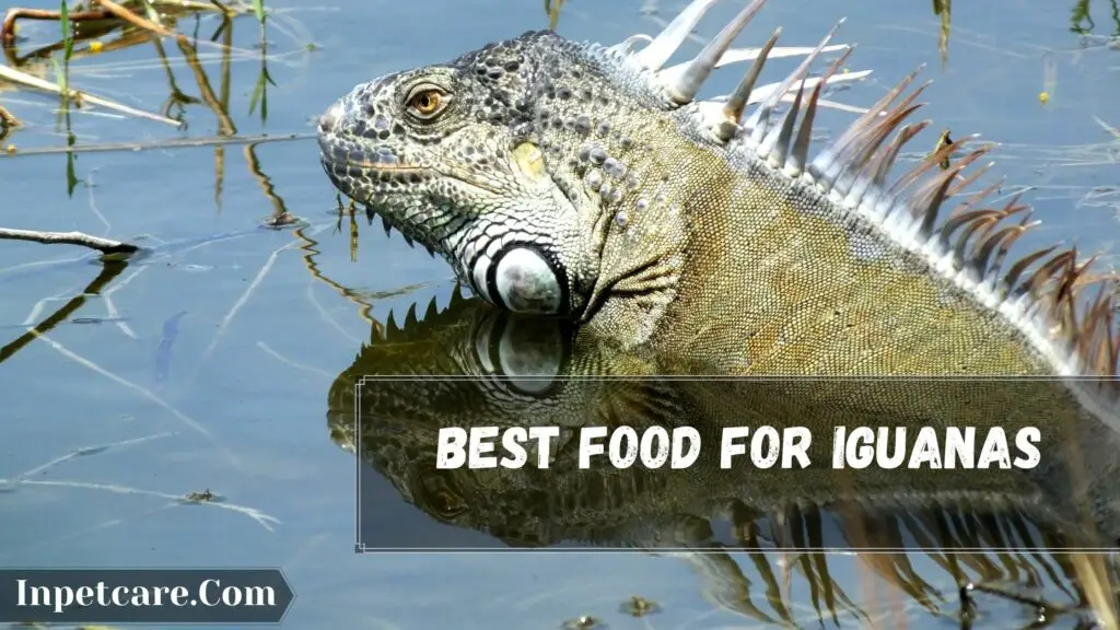 best food for iguanas