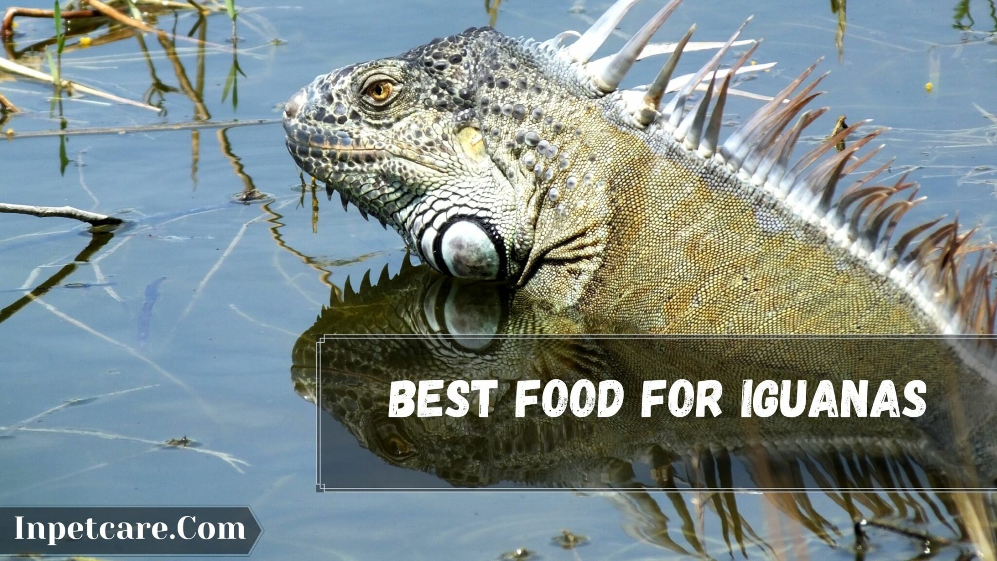 Best Food For Iguanas What Are Iguanas Favorite Food?