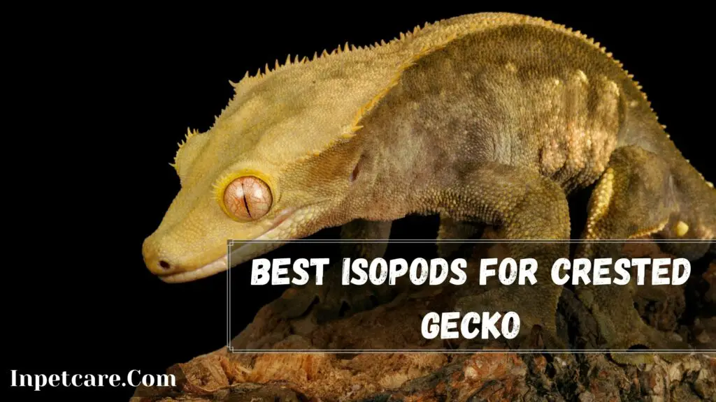 best isopods for crested gecko