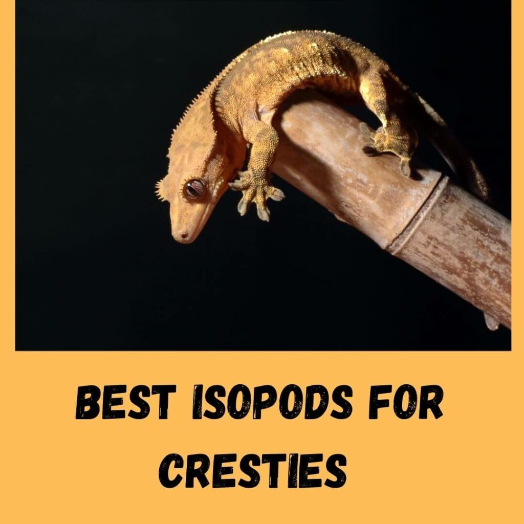 best isopods for cresties