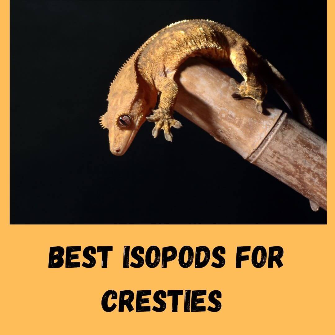 3 Best Isopods For Crested Gecko In 2022