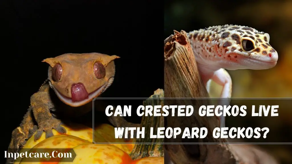 can crested geckos live with leopard geckos