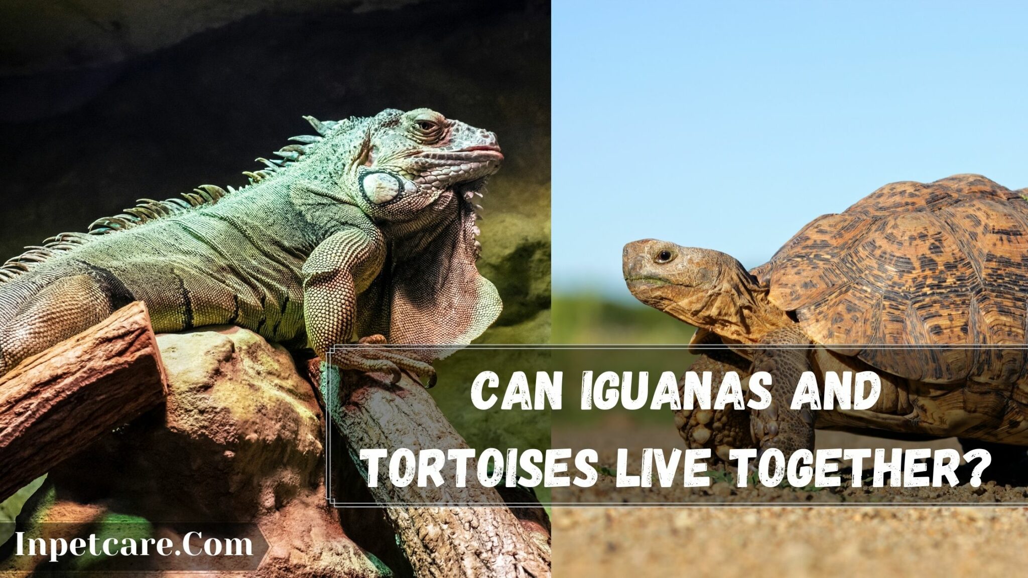 Can Iguanas And Tortoises Live Together?