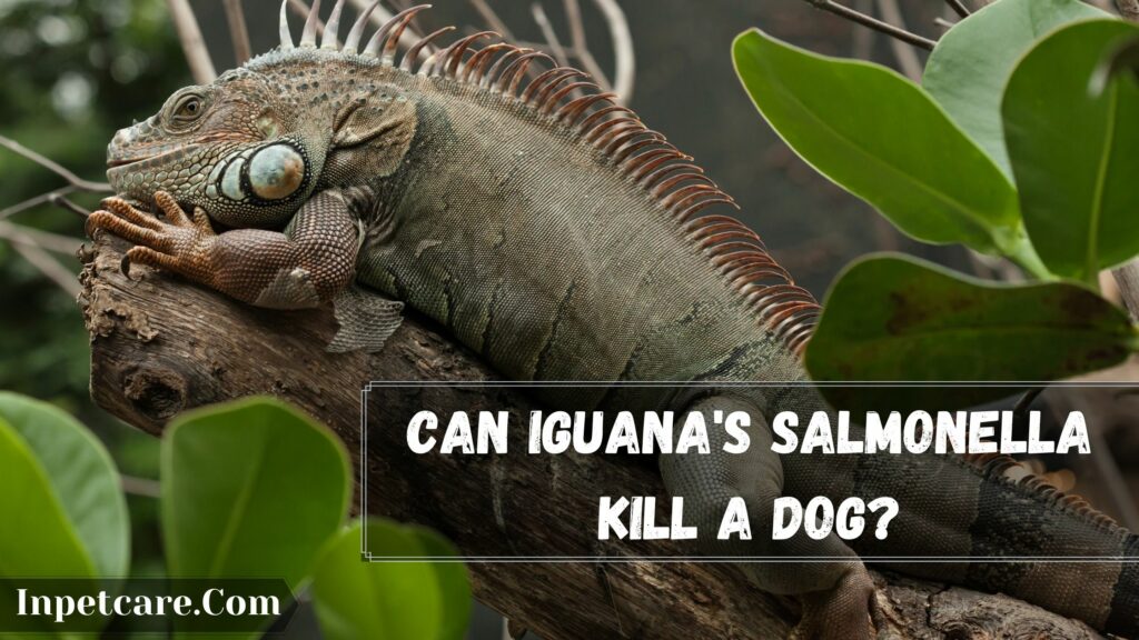 can iguana's salmonella kill a dog