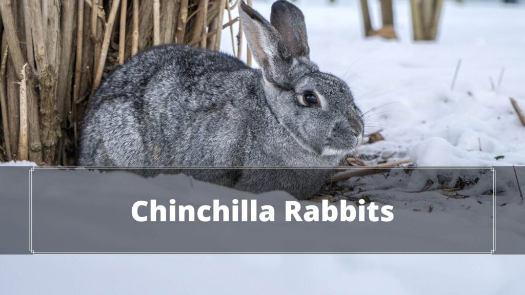 chinchilla rabbits