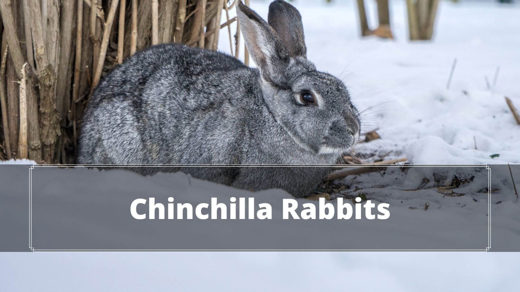 Chinchilla Rabbit A Complete Guide In 2023