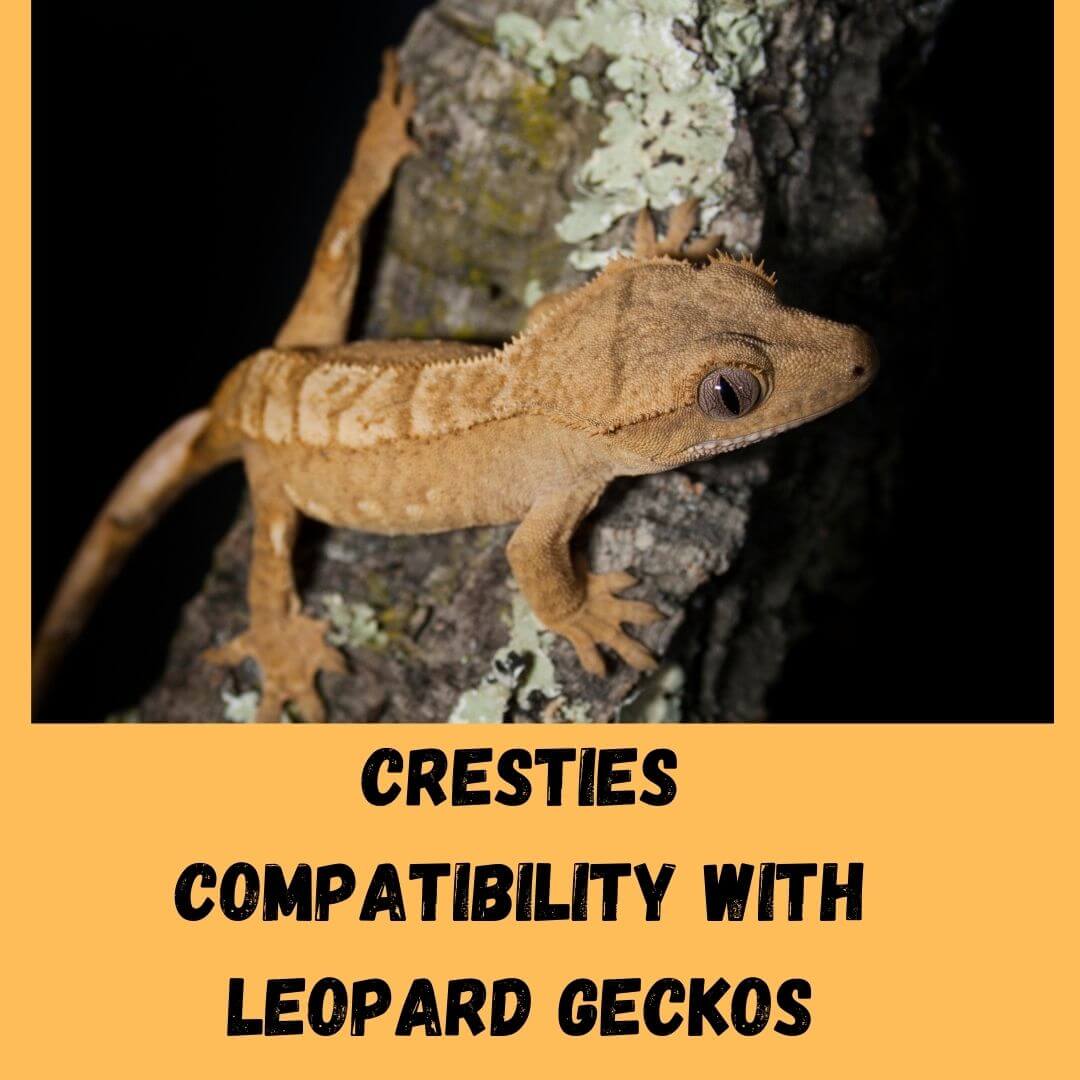 4 Reasons To Avoid Keeping Crested Gecko With Leopard Gecko