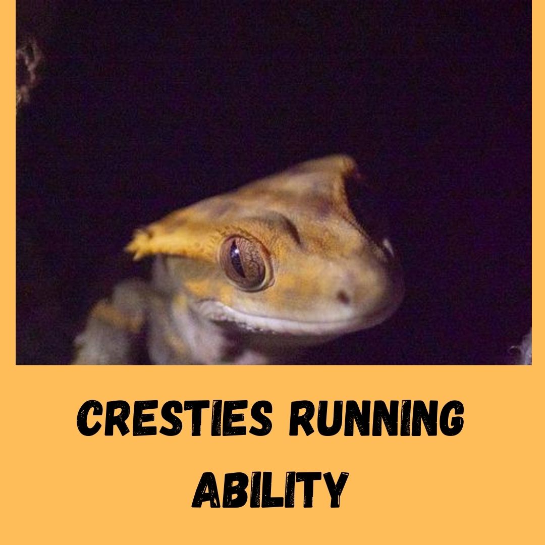 cresties running ability