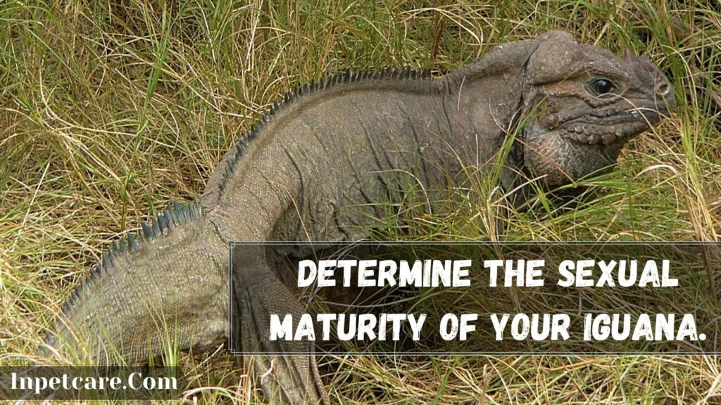 determine the sexual maturity of your iguana.