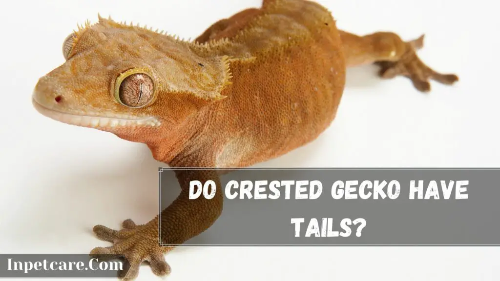 do crested gecko have tails