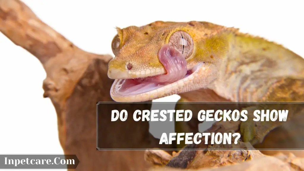 do crested geckos show affection