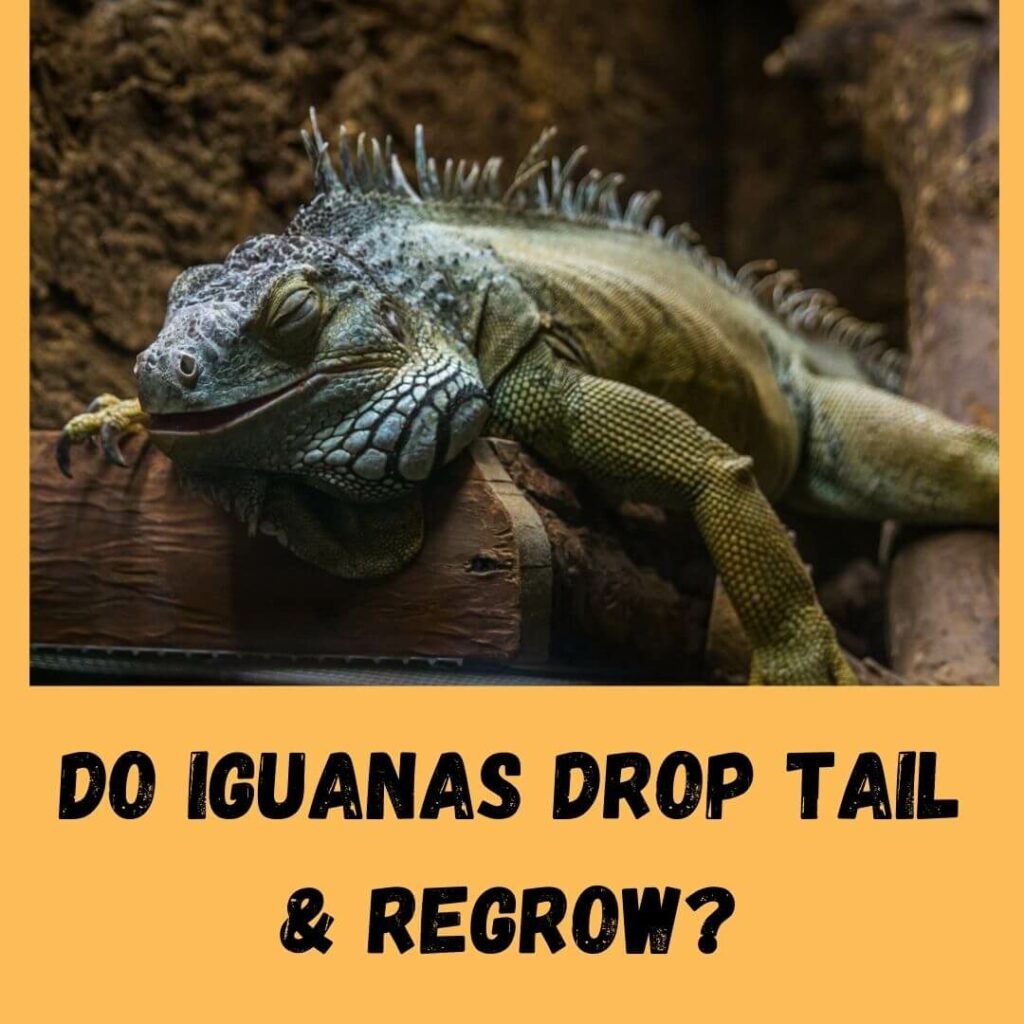 do iguanas drop tail & regrow