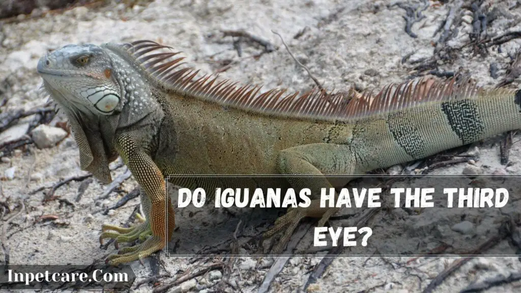 do iguanas have the third eye