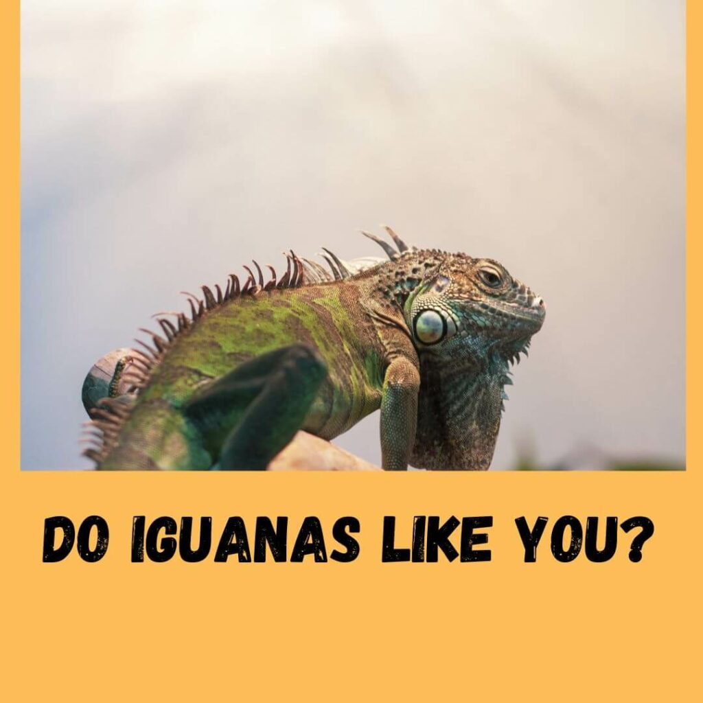 do-iguanas-like-you