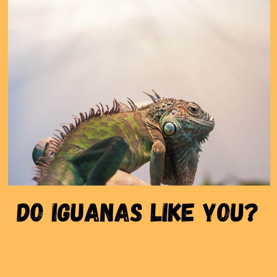 How To Make Your Iguana Like You? (5 Easy Ways)