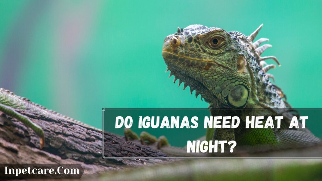 do iguanas need heat at night